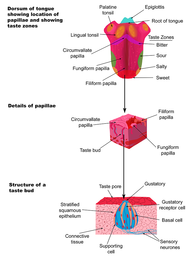 There are 10,000 taste receptors or taste buds that are spread around the tongue at different places to detect certain tastes